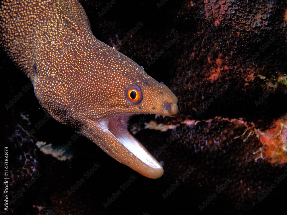 Gymnothorax miliaris, the goldentail moray,