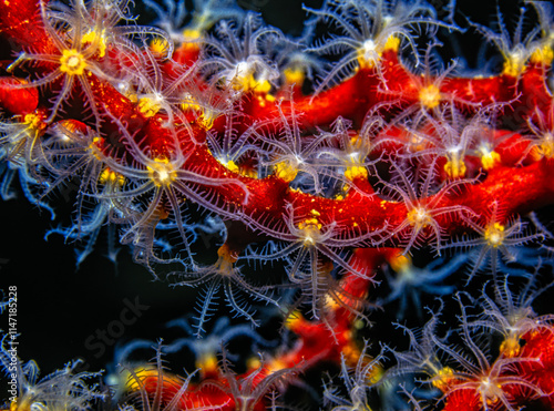 gorgonian twig coral, Homphyton verrucosum photo