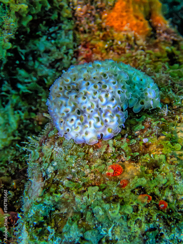 Elysia crispata, lettuce sea slug, photo