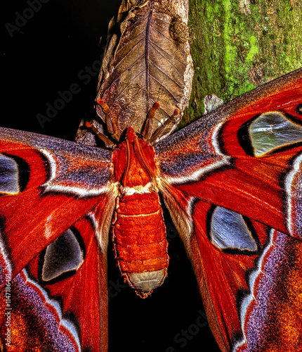 Attacus atlas, the Atlas moth, photo