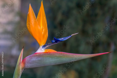 Paradiesvogelblume (Strelitzia reginae) photo