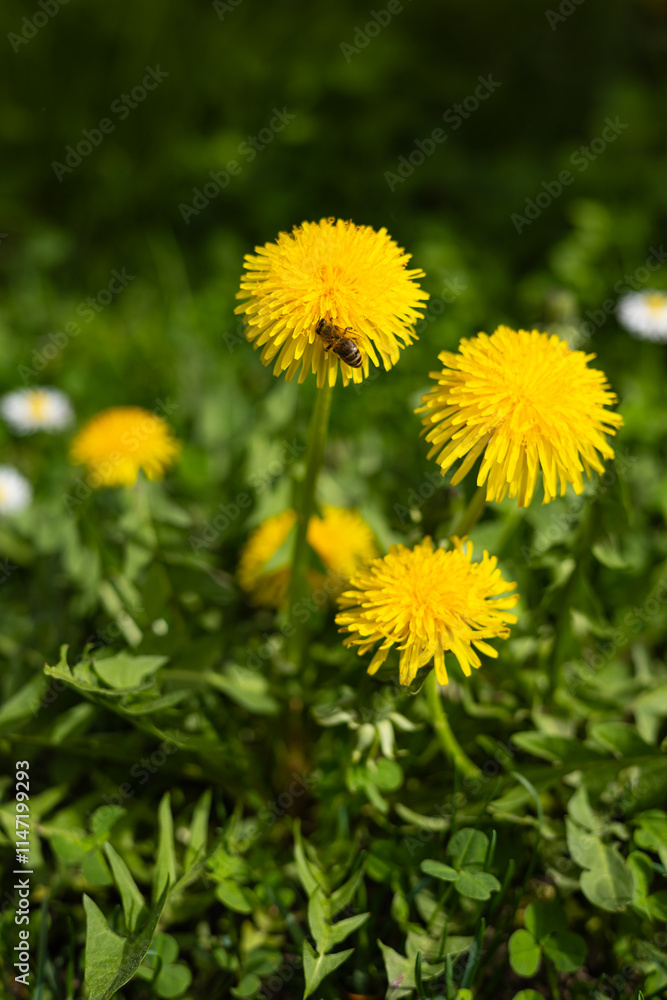 Close-up of bright yellow dandelion flowers in a green meadow on a sunny spring day, with a bee collecting nectar, surrounded by fresh grass. Pollination and nature Close-up of bright yellow dandelion flowers in a green meadow on a sunny spring day, with a bee collecting nectar, surrounded by fresh grass. Pollination and nature