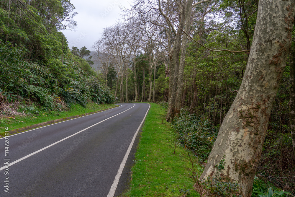 Obraz premium Long road on the island of flowers of the archipelago of the Azores