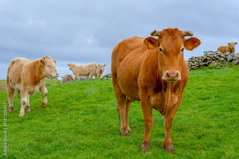 Several cows in a pasture on the flower island of the Azores archipelago Several cows in a pasture on the flower island of the Azores archipelago