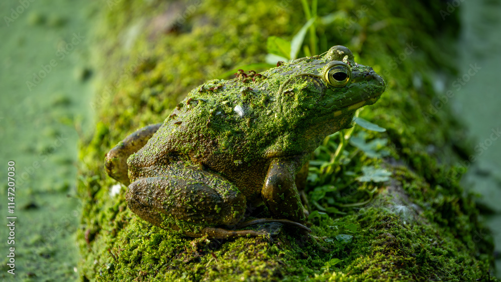 Fototapeta premium Frog on a Log