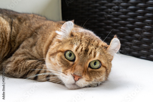 American Curl Cat Resting on White Surface