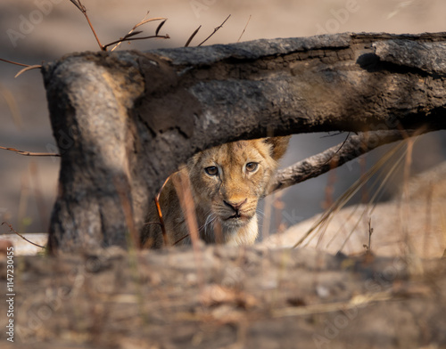 Male lion cub, South Luangwa National Park, Zambia, Africa photo