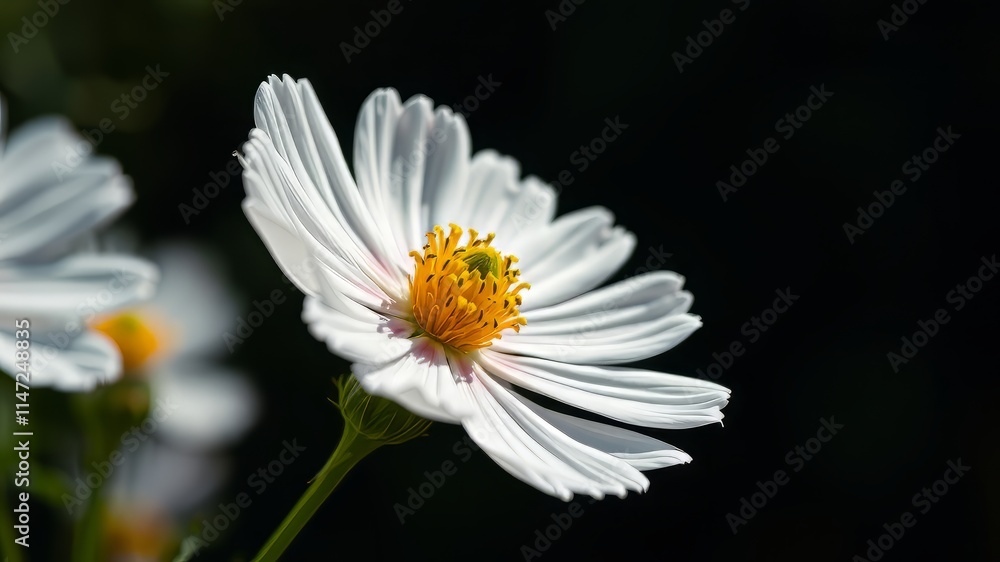 Fototapeta premium Close-up Garden Cosmos Flower, Eight Petals, Bright Colors, Beautiful Blossom, High Definition, Stunning Detail