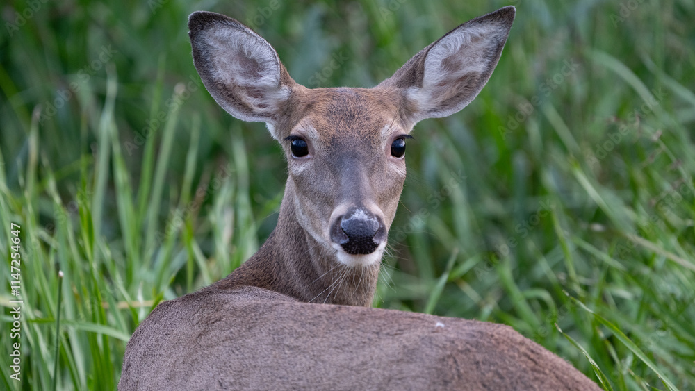 Fototapeta premium Whitetail Deer Doe