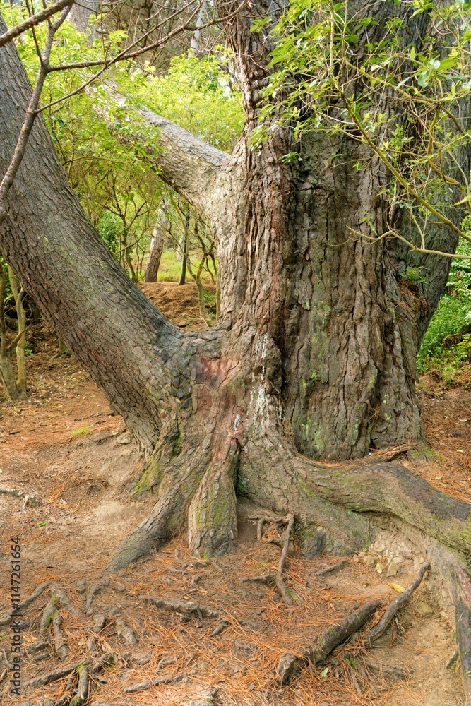 Old Iconic Tree on Mount Victoria Closeup Old Iconic Tree on Mount Victoria Closeup