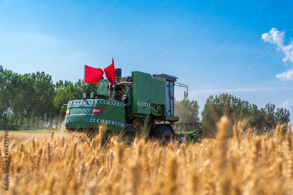 Obraz premium combine harvester working on a wheat field