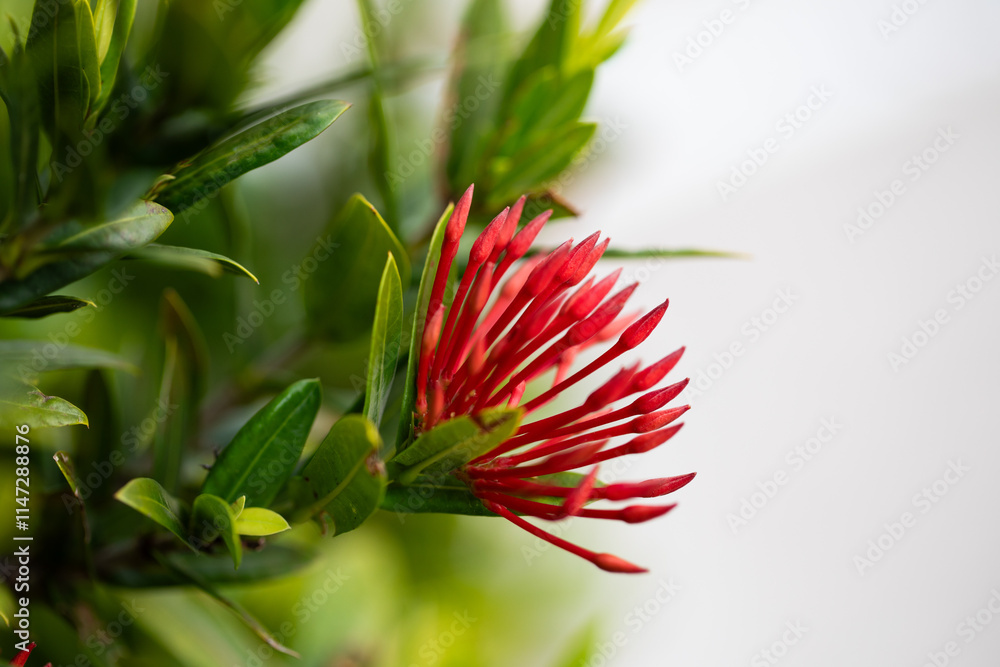 Closeup of Red Ixora Plant with green leaves growing in Sarasota, Florida Closeup of Red Ixora Plant with green leaves growing in Sarasota, Florida