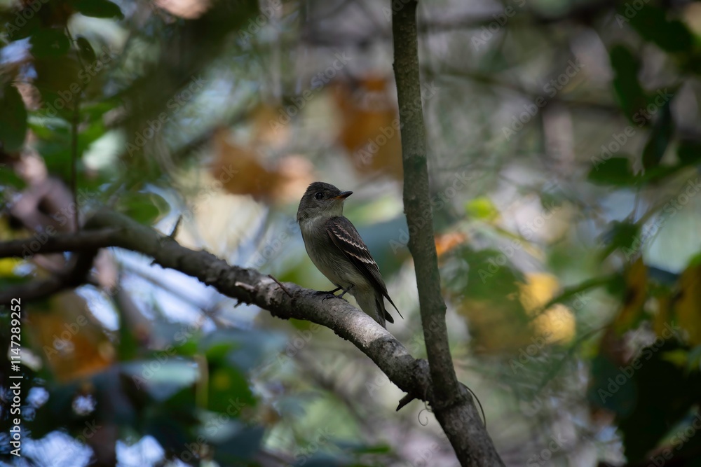 Obraz premium Eastern Pewee