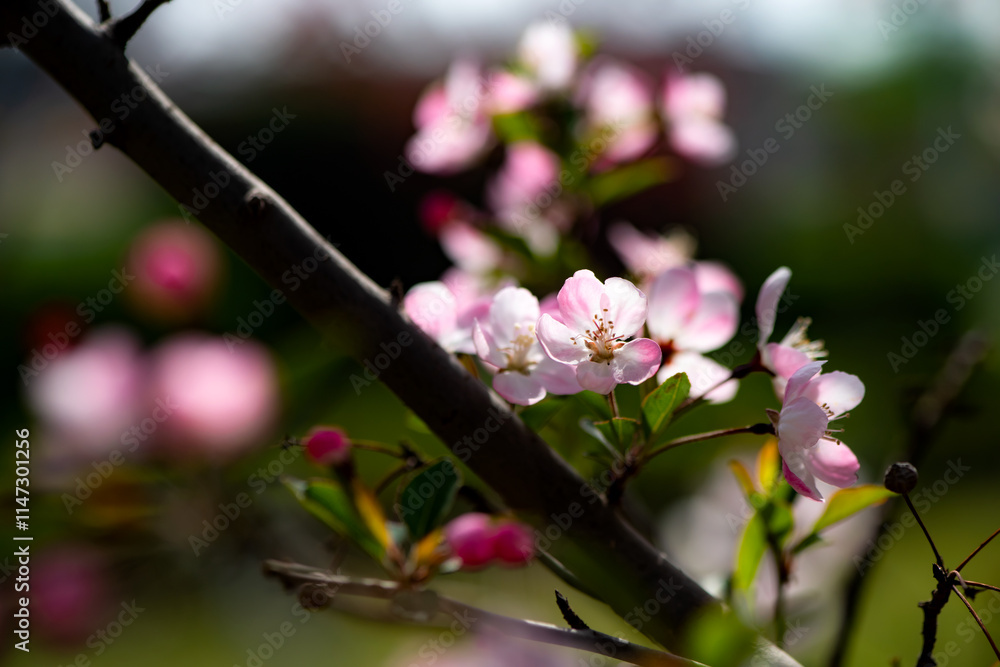 Spring arrives, and everything along the garden riverbank is renewed. Plants grow tender shoots and bloom with colorful flowers, presenting beautiful background materials Spring arrives, and everything along the garden riverbank is renewed. Plants grow tender shoots and bloom with colorful flowers, presenting beautiful background materials