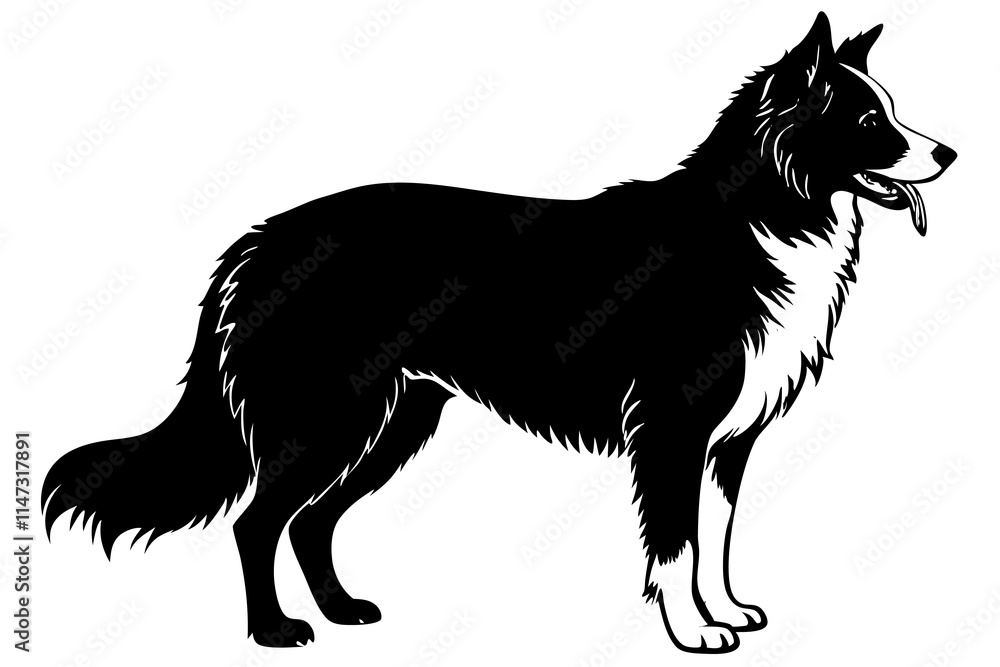 Fototapeta premium Border Collie Silhouette vector illustration