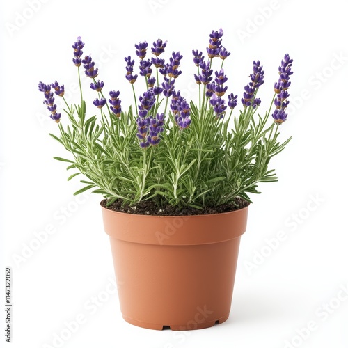 a potted lavender plant isolated on white background