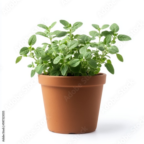 Wallpaper Mural A potted oregano plant isolated on white background Torontodigital.ca