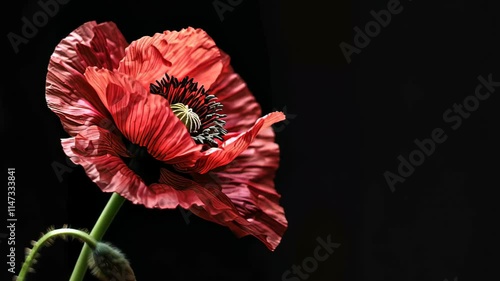 Red poppy flower on black background. Remembrance Day, Armistice Day, Anzac day symbol, floral, flora, blossom, closeup, garden, bloom,  photo