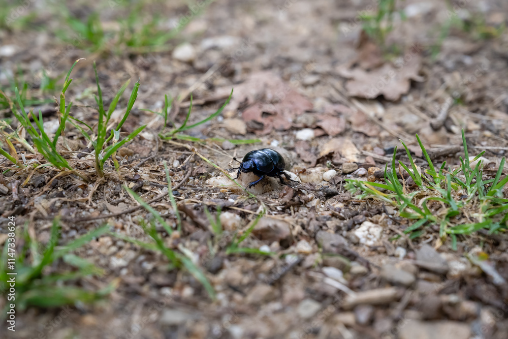 A small black beetle is on the ground A small black beetle is on the ground