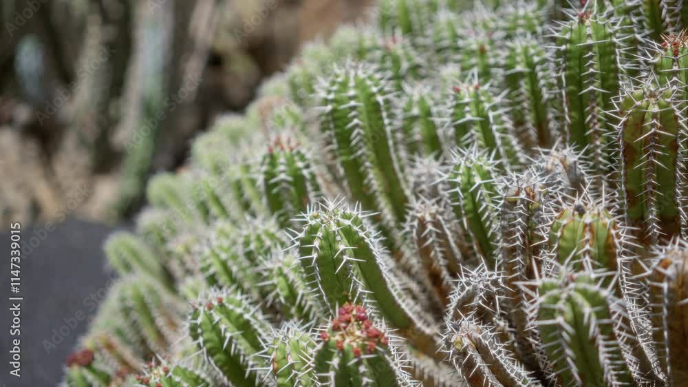 Closeup of euphorbia canariensis in an outdoor daylight cactus garden in lanzarote, canary islands, showing the unique structure and spines of this succulent species Closeup of euphorbia canariensis in an outdoor daylight cactus garden in lanzarote, canary islands, showing the unique structure and spines of this succulent species