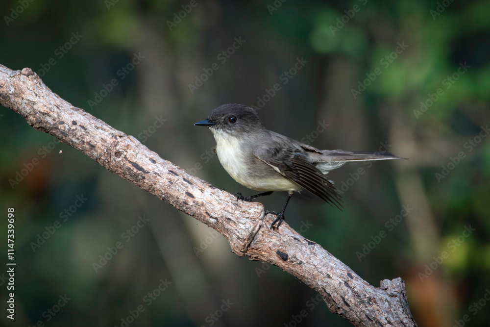 Fototapeta premium Eastern Phoebe