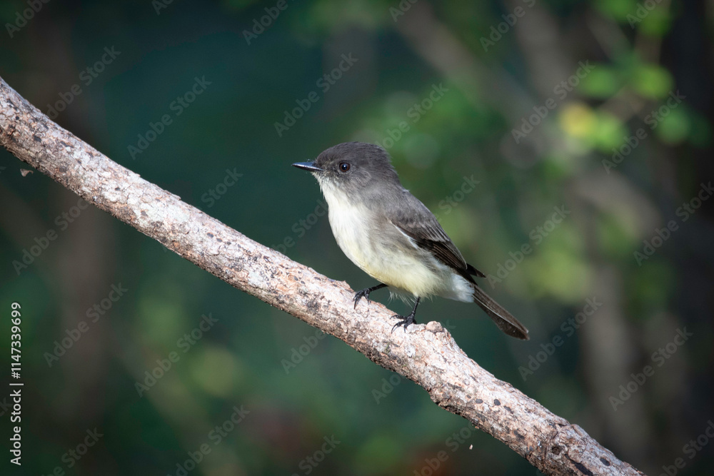 Fototapeta premium Eastern Phoebe