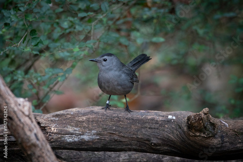 Gray Catbird photo