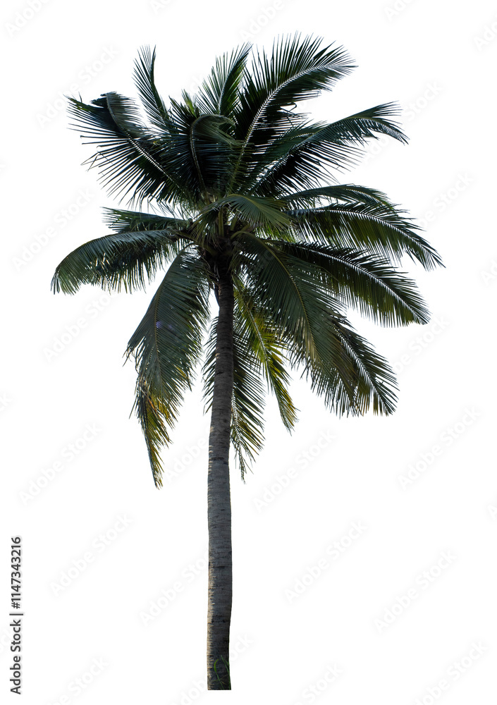 Fototapeta premium Coconut tree on transparent background with clipping path and alpha channel.