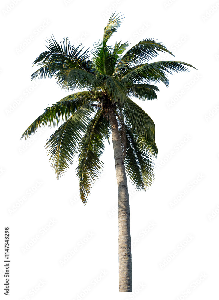Obraz premium Coconut tree on transparent background with clipping path and alpha channel.