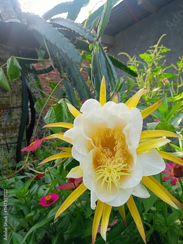 flowers in the garden