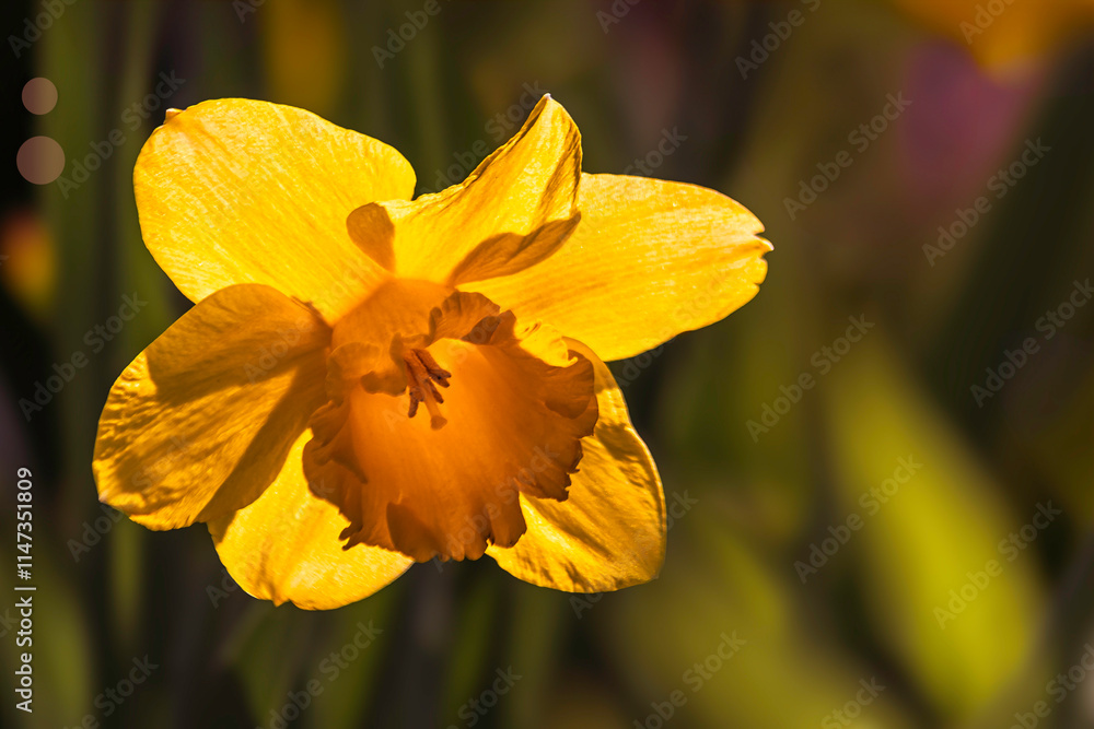 Single yellow daffodil - narcissus flower with soft background, natural soft bokeh Single yellow daffodil - narcissus flower with soft background, natural soft bokeh