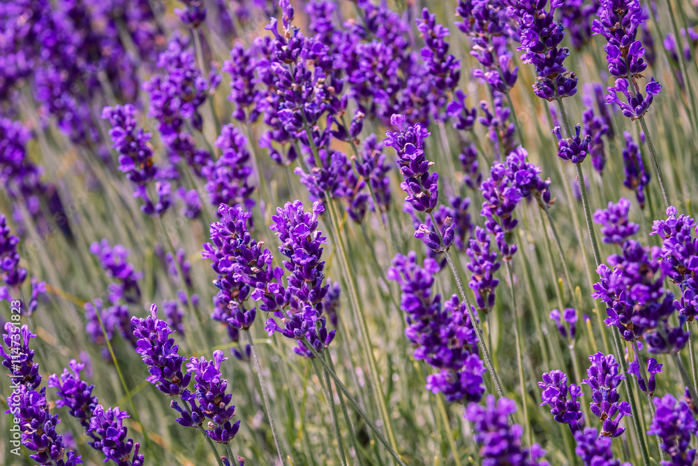 Naklejka premium Lavender flowers blooming in the field in the summer. Ontario, Canada