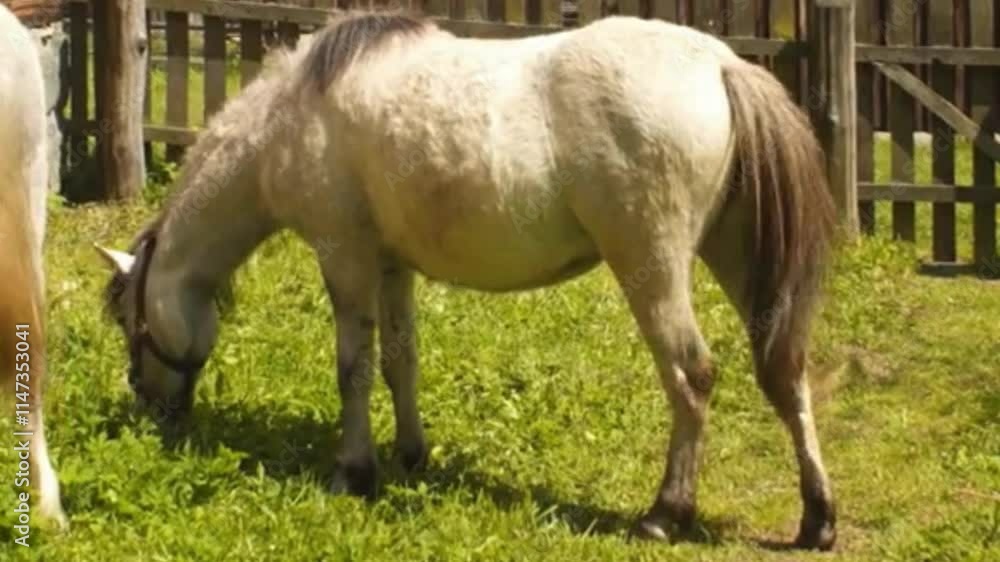 horses on the meadow, horses eating grass on the meadow horses on the meadow, horses eating grass on the meadow