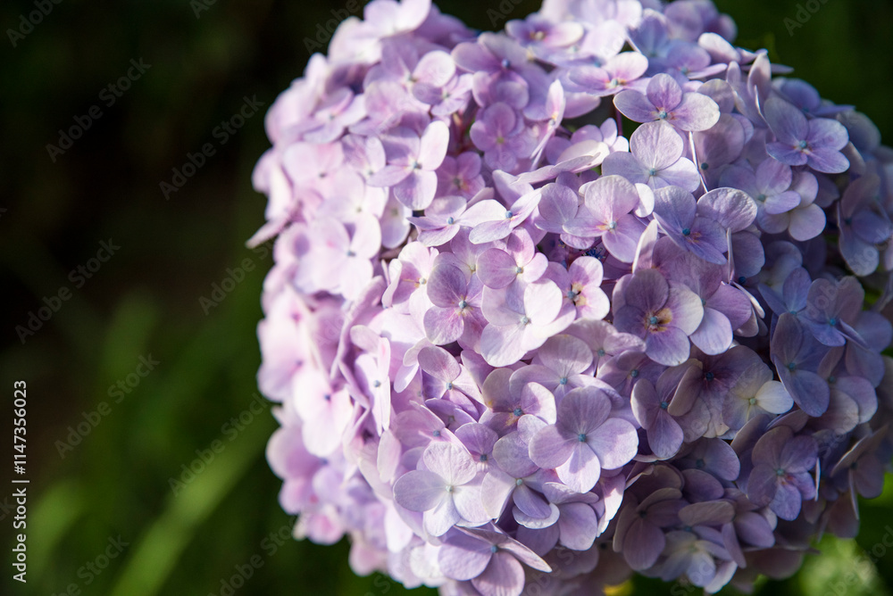 A purple flower with a green stem A purple flower with a green stem