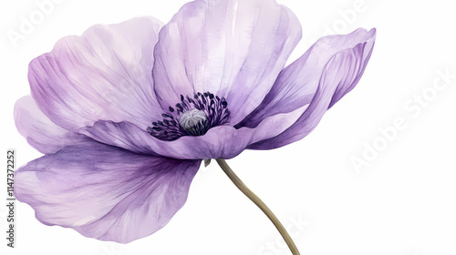 Fototapeta Naklejka Na Ścianę i Meble -  Purple flower with soft petals and stem in watercolor on transparent background clipart. Petal. Illustration
