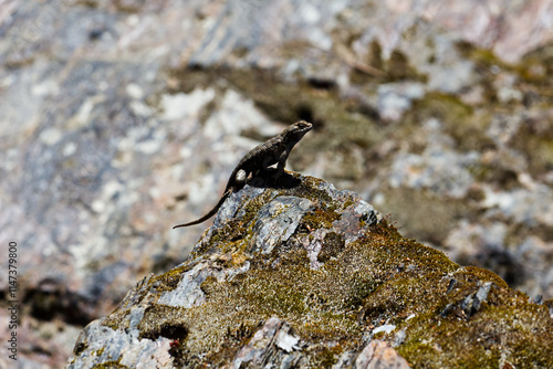 Small Lizard Sitting On Top Of Rock Outdoors