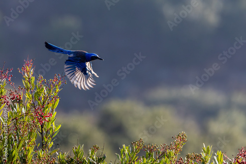 A California scrub jay flys with a nut in its beak