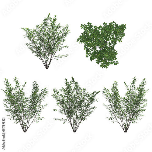 spice bush  isolated on transparant background. 3d illustration