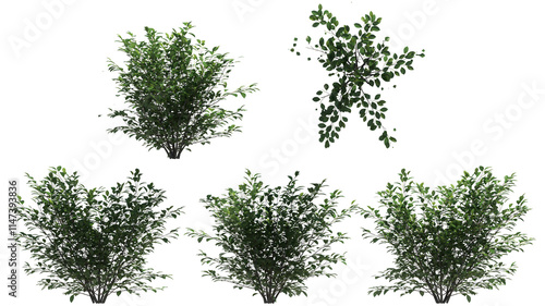 spice bush  isolated on transparant background. 3d illustration photo