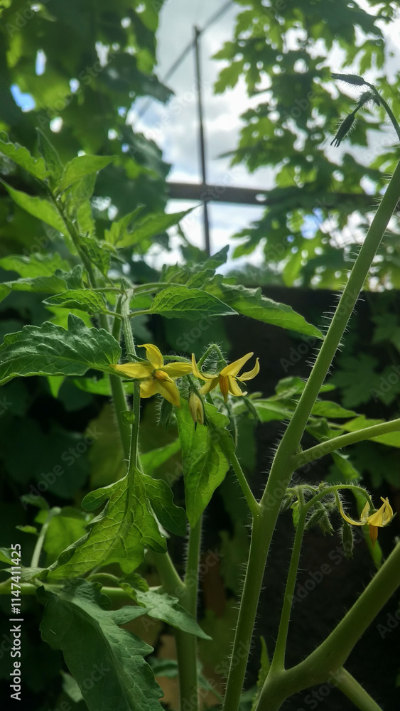 Obraz premium The tomato plants are growing well and starting to flower. Tomatoes planted in the yard