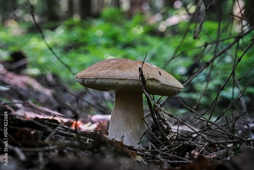 boletus edulis photo