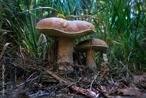 Obraz w ramie boletus edulis