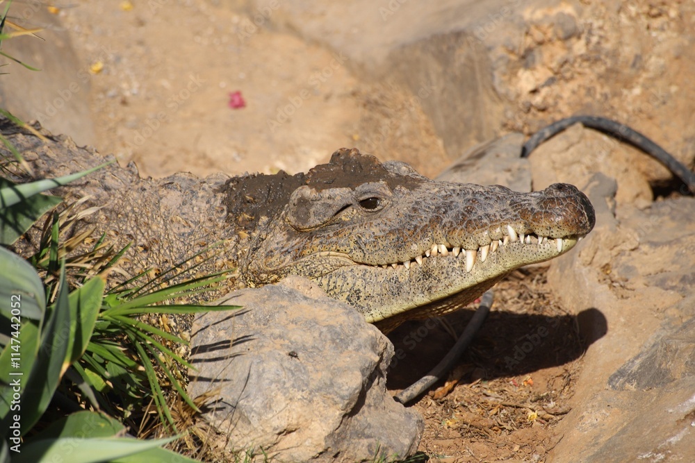 Obraz premium crocodile 