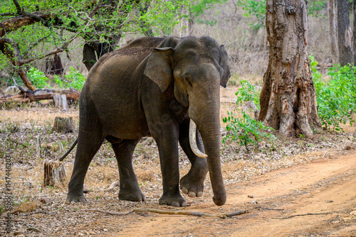 Wld Indian Elephant from Nagarhole , Karnataka photo