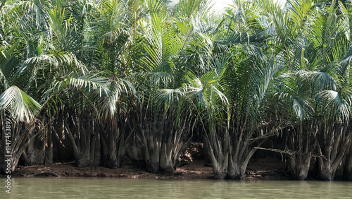 Mangrove Forest Trip at Khlong Sang Nae, Bangnaisi Subdistrict, Takua Pa District, Phang Nga Province, Thailand photo