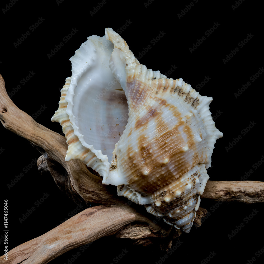 Bursa spinosa shell on driftwood black background