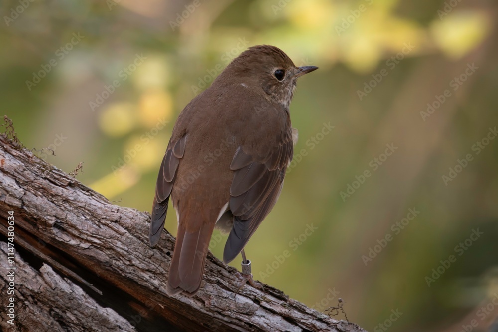 Obraz premium Hermit Thrush