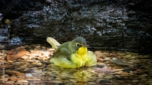 Kentucky Warbler photo