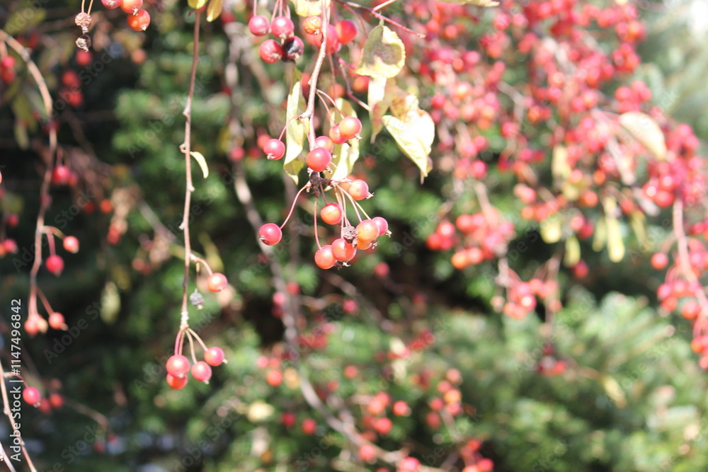 Fototapeta premium Image of azalea trees blooming on the Daecheongcheon Stream trail