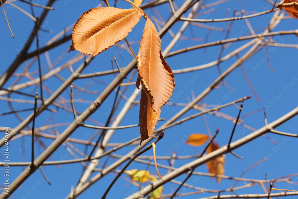 Fototapeta premium Image of maple trees in apartments near Daecheongcheon Stream Promenade 
